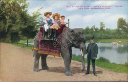 Riding Indian Elephant Gunda, New York Zoological Park, NYC NY Early Postcard