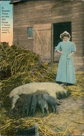 Pigs Feeding, Dinner Time on the Old Farm - Early 1900's Western Postcard