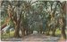 Avenue of Mammoth Oaks, Audubon Park, New Orleans, LA 1909 Postcard